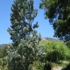 Leucadendron argenteum (Silver Tree) at Taft Ranch