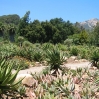 Aloes at Taft Ranch