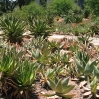 Aloes at Taft Ranch