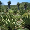 Aloes (with an avenue of Washingtonia palms in the background) at Taft Ranch