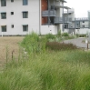 New landscaping with sustainable drainage around UCSB accommodation blocks