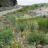 New landscaping with sustainable drainage around UCSB accommodation blocks