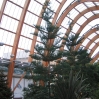 Sheffield Winter Garden