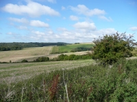 The rolling downland of the western end of the South Downs