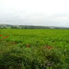 A view across the South Downs