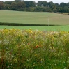 Farmland on the South Downs near Winchester