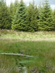 A small pool with yellow waterlillies in a plantation forest glade