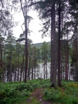 Walking in the woodland along the southern side of Loch Trool