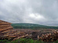 Some forestry workings near Benbrack