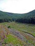 Cleared forest in the valley below Gateshaw Rig