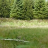 A small pool with yellow waterlillies in a plantation forest glade