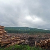 Some forestry workings near Benbrack