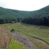 Cleared forest in the valley below Gateshaw Rig