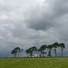 A line of trees north of Melrose