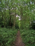 Littleheath Wood