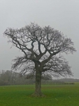 A lone tree along the Wealdway