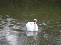 A swan on the River Medway