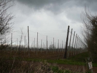 Hops in winter, what a lot of poles