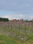 Orchard and oast houses in Kent on the Wealdway