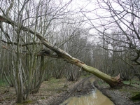 Chestnut coppice woodland at the top of the North Downs on the Wealdway