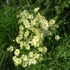 Primroses in the rare late afternoon sunshine