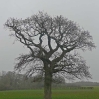 A lone tree along the Wealdway