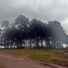 Camp Hill Clump in the rain on Ashdown Forest