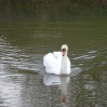 A swan on the River Medway