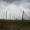 Hops in winter, what a lot of poles