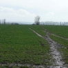 The Wealdway heading north across yet another slippery field of winter wheat