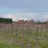 Orchard and oast houses in Kent on the Wealdway