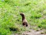 A single stoat in the garden