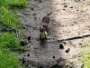 A young family of stoats in a Sussex garden #1 of 10