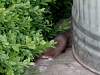 A young family of stoats in a Sussex garden #10 of 10