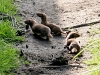 A young family of stoats in a Sussex garden #3 of 10