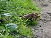 A young family of stoats in a Sussex garden #4 of 10