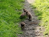 A young family of stoats in a Sussex garden #5 of 10