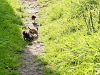 A young family of stoats in a Sussex garden #6 of 10