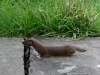 A young family of stoats in a Sussex garden #7 of 10