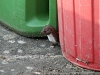 A young family of stoats in a Sussex garden #8 of 10