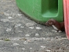 A young family of stoats in a Sussex garden #9 of 10