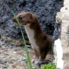 A single stoat in the garden