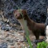 A single stoat in the garden