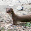 A single stoat in the garden