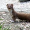 A single stoat in the garden