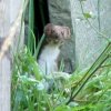 A single stoat in the garden