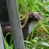 A single stoat in the garden