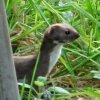 A single stoat in the garden