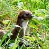 A single stoat in the garden