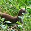 A single stoat in the garden